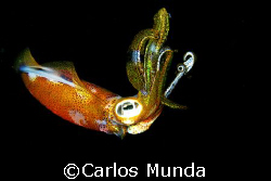Squid attracted to light from my torch. Taken during nigh... by Carlos Munda 